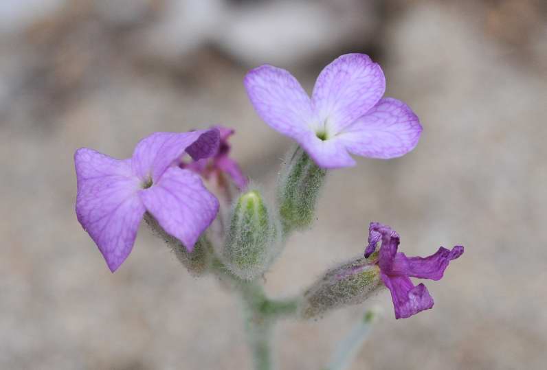 Matthiola sinuata e Matthiola tricuspidata